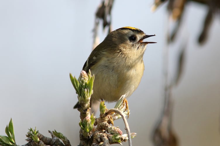 Goldcrest  credit © gardenbirdwatching.com (2476a)