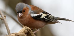 Make an early start for Dawn Chorus Day 