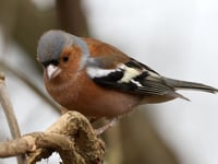 Make an early start for Dawn Chorus Day 