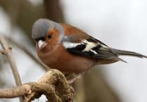 Celebrate nature with birdsong on Dawn Chorus Day
