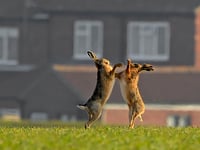 Turn detective to investigate wildlife