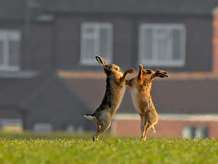 Turn detective to investigate wildlife