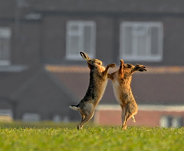 Turn detective to investigate wildlife