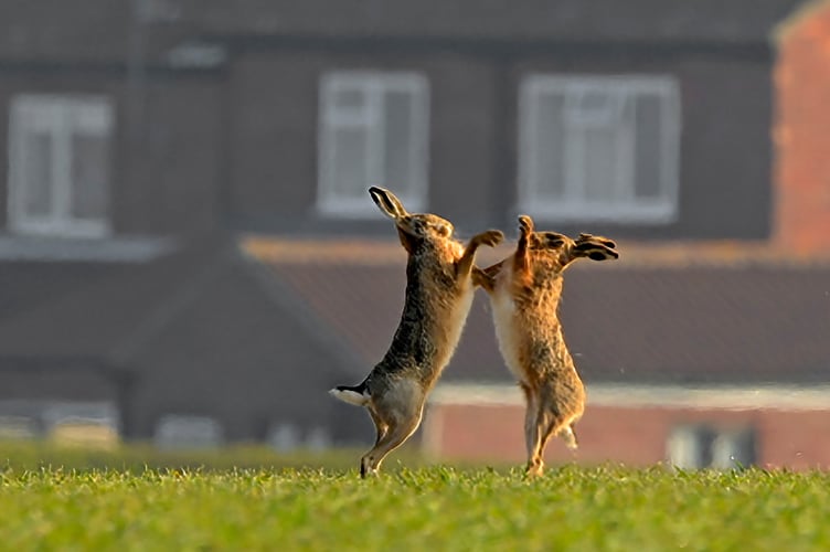 Hares boxing near a housing estate. Credit Craig Jones Wildlife Photography