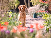 Ned lends helping paw to Monty's design