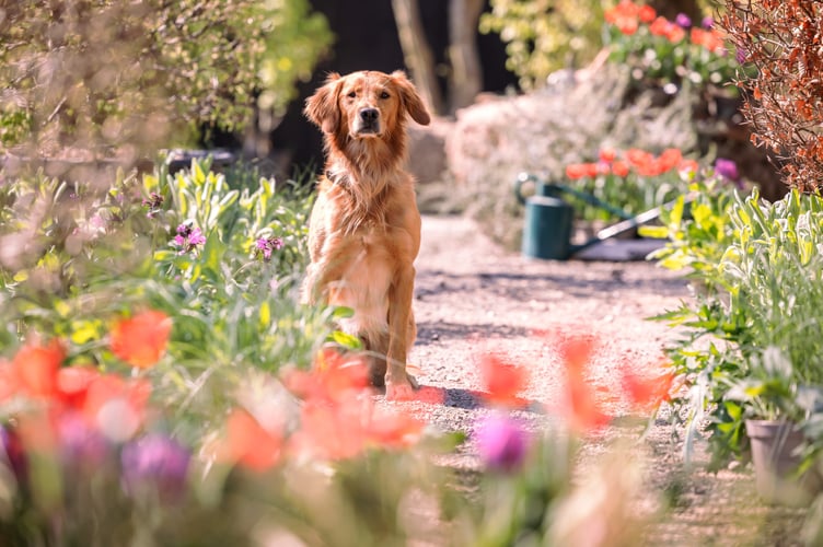 Ned has helped to create a garden for the Chelsea Flower Show. Credit RHS,Ollie Dixon