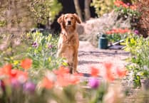 Ned lends helping paw to Monty's garden design