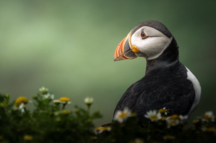 RSPCA Young Photographers