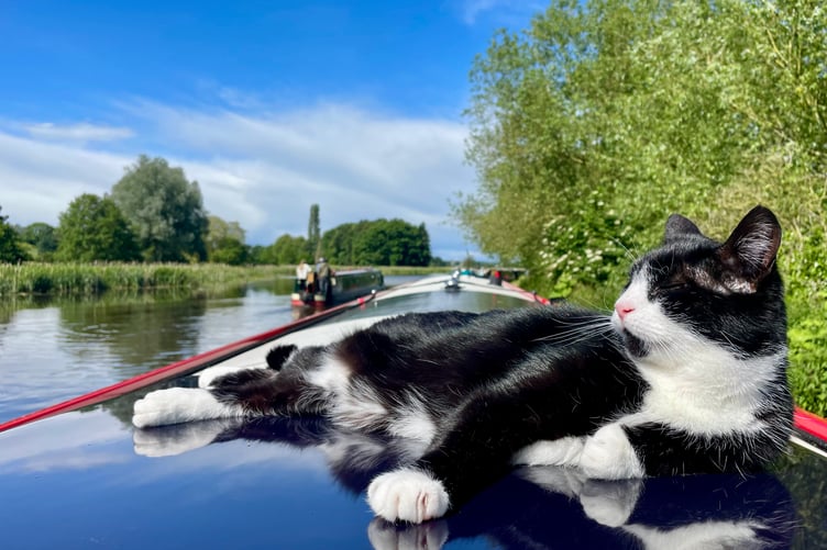 Cat on narrowboat