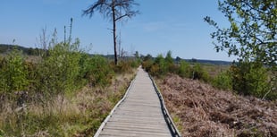 Surrey’s dragonfly capital: Explore the wonders of Thursley Common