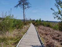 Surrey’s dragonfly capital: Explore the wonders of Thursley Common