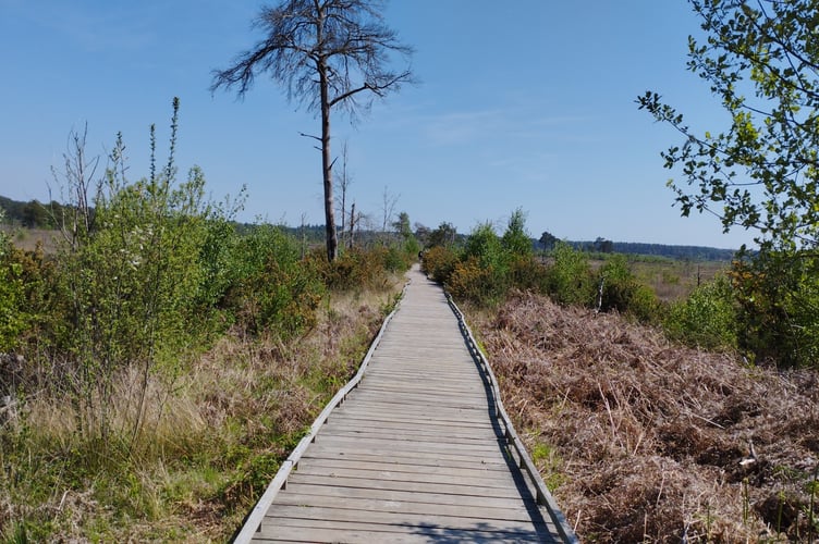 Boardwalk on the Dragonfly Trail (Royer Slater)