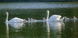 Peregrines, cygnets and wildflowers delight nature-lovers in Woking