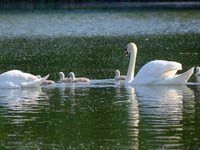 Peregrines, cygnets and wildflowers delight nature-lovers in Woking