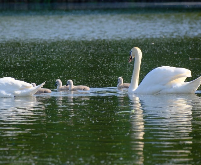 Peregrines, cygnets and wildflowers delight nature-lovers in Woking