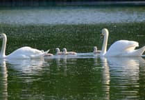 Soaring into Spring: Peregrines, cygnets and wildflowers delight Woking nature-lovers