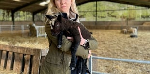 Dog attack injures lambs, police urge leads