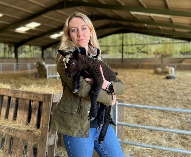 Dog attack injures lambs, police urge leads