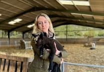 Dog attack leaves lambs seriously injured as police urge owners to keep pets on leads