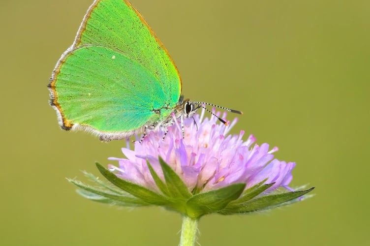 Green Hairstreak butterfly. Photo by Tamas Nestor