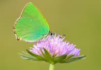 Ready, steady, glow: caterpillars in spotlight