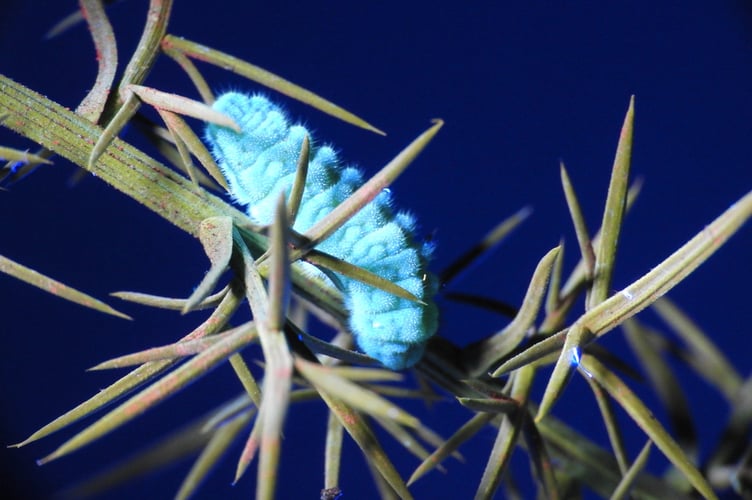 Green Hairstreak caterpillar, glowing in the dark under UV light. Photo by Gareth Tilley