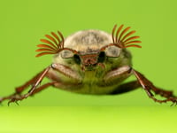 Spooky 'May bugs' are totally harmless