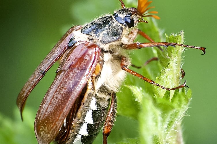 Cockchafer on leaves - credit Kathy Büscher