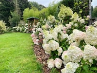 Why hydrangeas are blooming marvellous