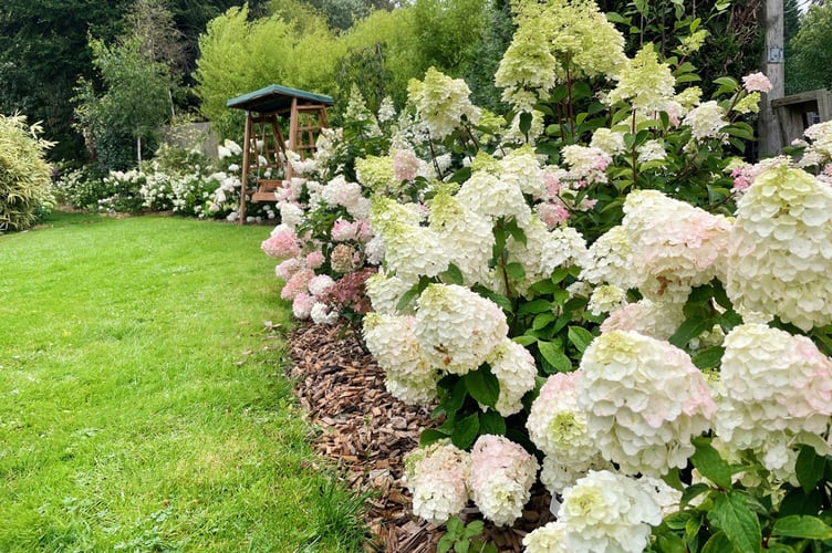 Hydrangeas