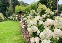 Trust hydrangeas to be blooming marvellous