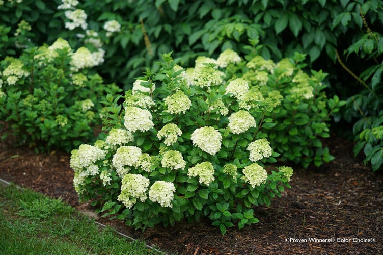 Hydrangea paniculata Little Lime® Punch ('SMNHPH')_2E HR Proven Winners®_Edit