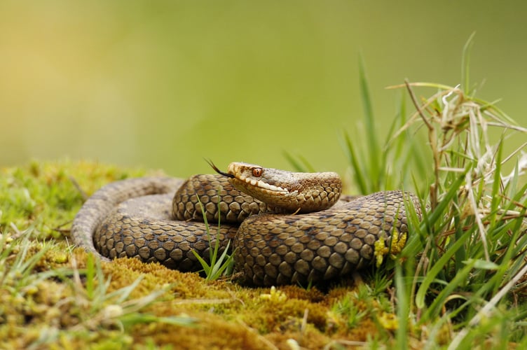 Puttenham Adder - photo credit Jon Hawkins
