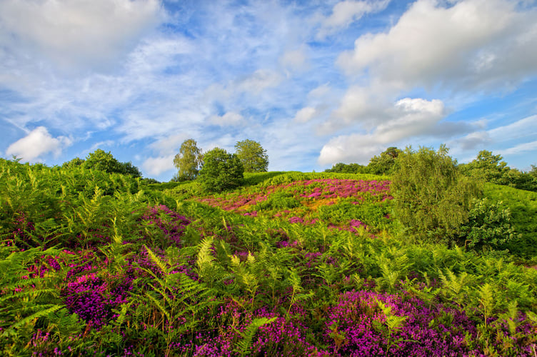 Puttenham Common - photo credit Jon Hawkins