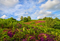 Count on helping out plants and animals