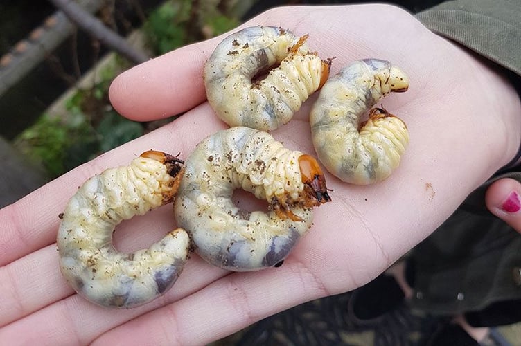 Stag beetle larvae. Photo credit Kerry Hall