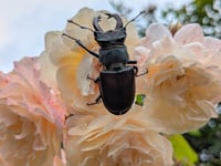 Habitat loss threatens stag beetles