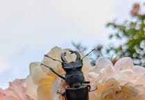 Habitat loss threatens majestic stag beetles