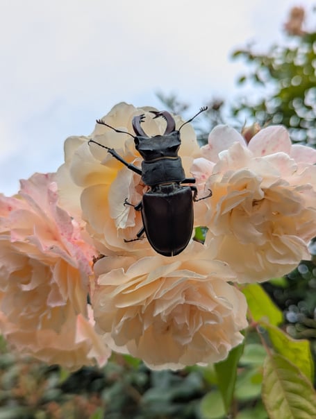 Male stag beetle on rose. Credit Emily Eliadis