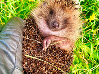 Could you become an Animal Hero? 