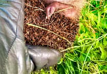 Could you become an Animal Hero?