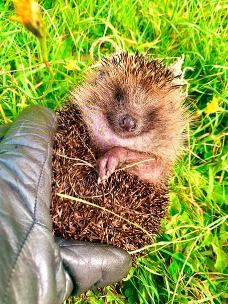 Hedgehog RSPCA