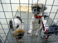 Rise in animal cruelty calls to the RSPCA in Surrey