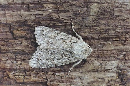 Sycamore moth. Photo © Ian Kimber