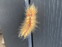 The very hairy caterpillar: a furry tale