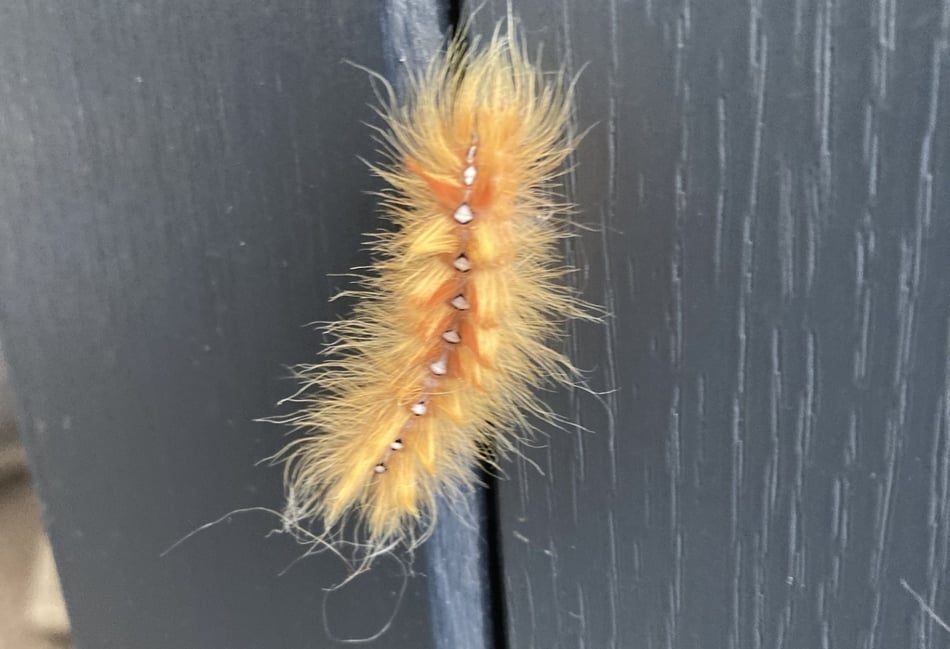 The very hairy caterpillar: a furry tale