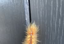 Tale of the very hairy caterpillar