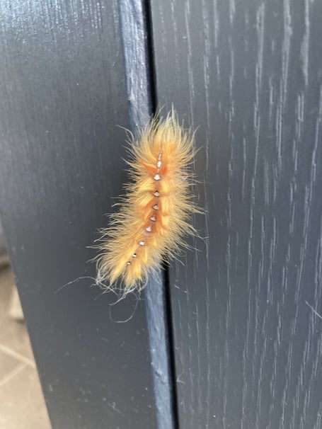 Sycamore moth caterpillar. Photo credit George Still 