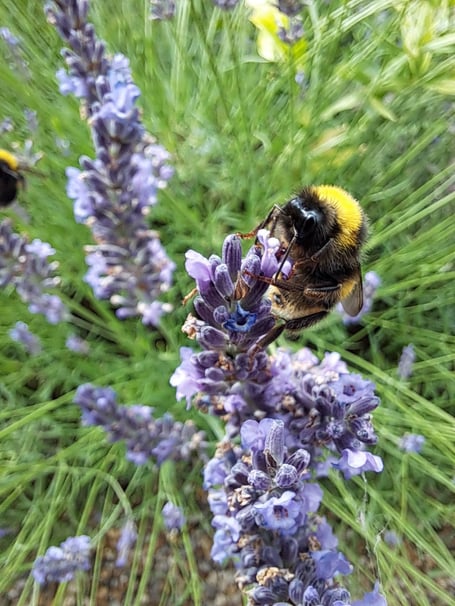 A buff-tailed bumblebee feeding from lavender flowers. photo by Sue Slater