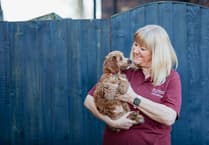 Could you train puppy to help change lives?